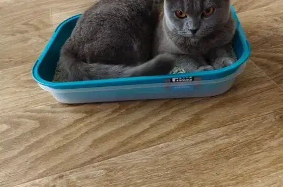 Найденные животные Ханты-Мансийск, фото: Серая вислоухая кошка найдена на Строителей