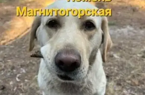 Пропала собака, ул. Магнитогорская, 118