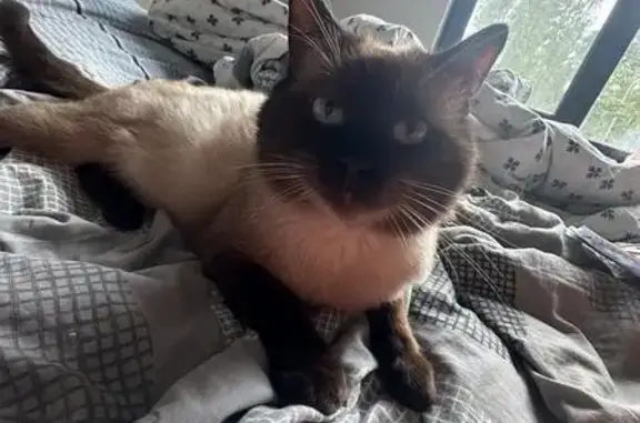 Кошки потеряшки, Малаховка, фото: Потеряшка сиамский кот, Советская 15, Малаховка