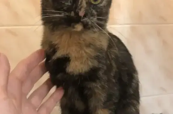 Пропала кошка, ул. Степана Разина 154