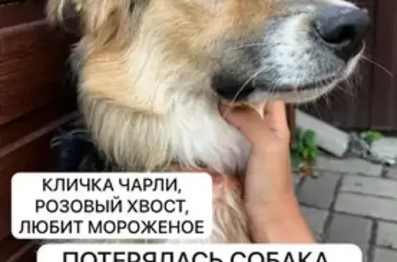 Пропала собака, Оренбургский пер., 62А