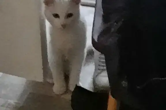 Кошка найдена: Владимир, Владимирская обл.