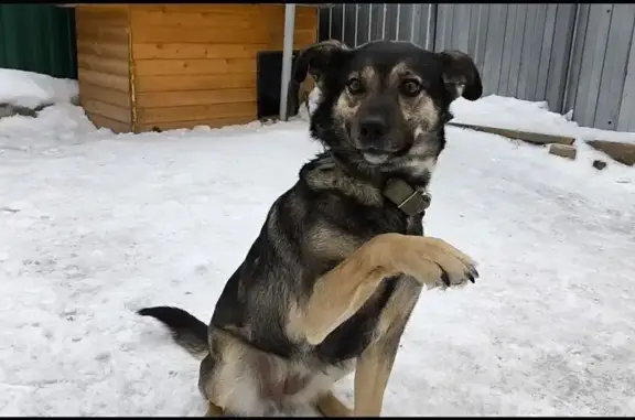 Собаки потеряшки, Омск, фото: Потеряшка собака, 36-я Северная, 104, Омск