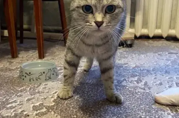 Найдена кошка, Ульяновск, фото: Кошка найдена: Врача Сурова 1, Ульяновск