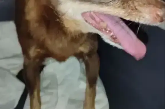 Найдена собака, Осинки, фото: Найдена собака, Осинки, Безенчук 10