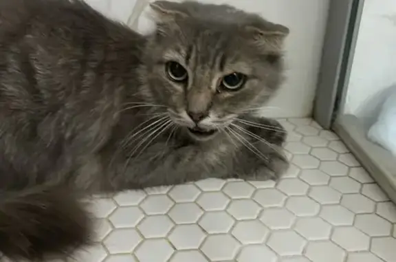 Кошка найдена: Новодвинская ул., Волгоград