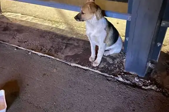 Найдена собака на Нестерова, 16А, Волгоград