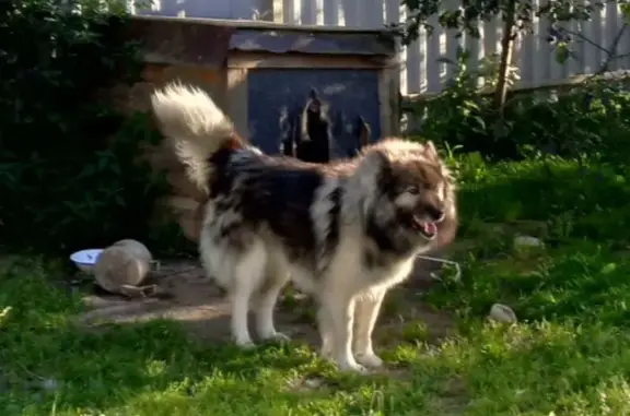 Собаки потеряшки, Московская область, фото: Потеряшка собака в Яхроме, МО