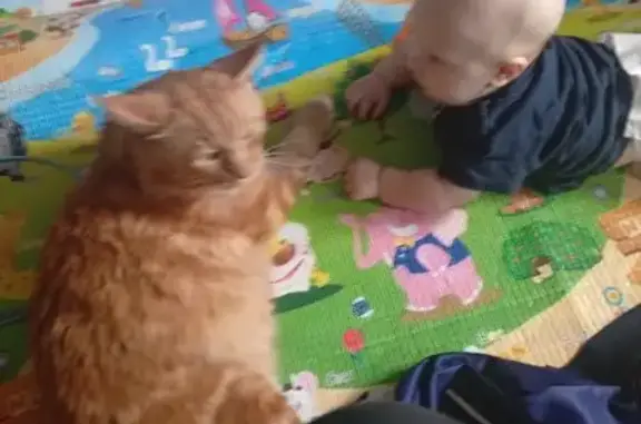 Пропала кошка, Лучевой пер., 3, Челябинск