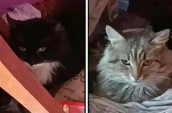 Кошка найдена: Москва, ул. Ротерта