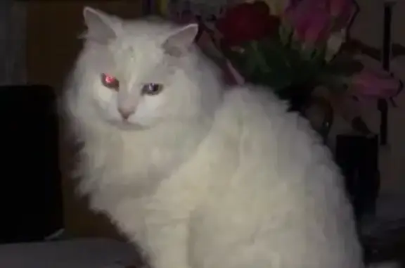 Пропала кошка, Фруктовая 20А, Волгоград