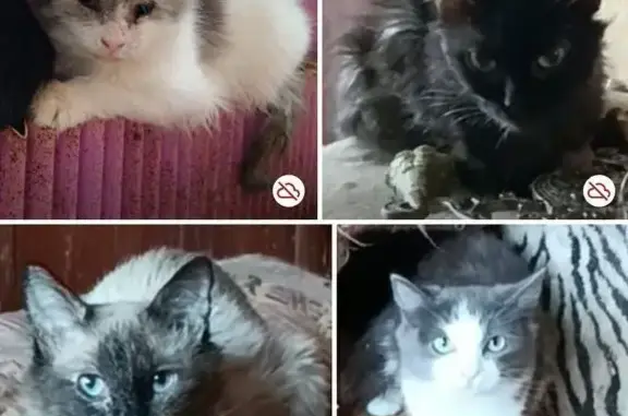 Кошка найдена: Москва, ул. Ротерта