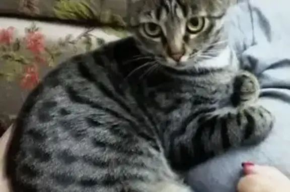 Пропала кошка на ул. Неделина, 5, Нальчик