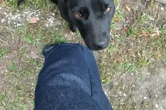 Найдена собака, Невинномысск, фото: Найдена черная собака, ул. Гагарина, Невинномысск