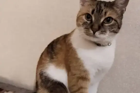 Кошки потеряшки, Вологда, фото: Потеряшка кошка, ул. Конева, 16А, Вологда