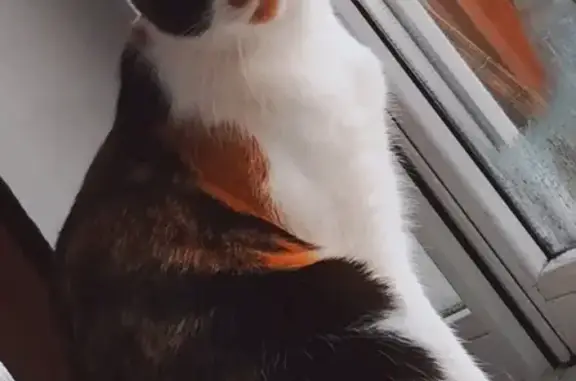 Кошки потеряшки, Калининградская область, фото: Потеряшка кошка, Калининград, без ушек