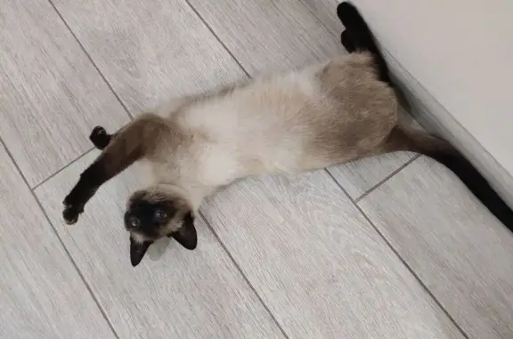 Сиамская кошка найдена на Советской Армии, Самара