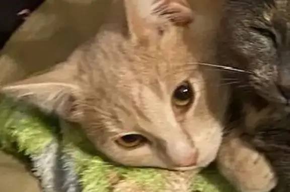 Кошки потеряшки, Коломна, фото: Потеряшка кот, ул. Спартаковская, Коломна