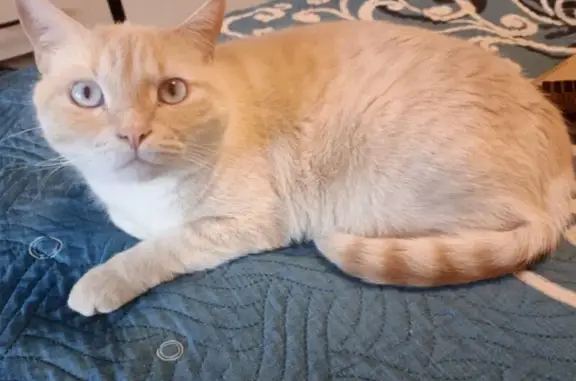 Пропала кошка, Приморская 19, Мурманск