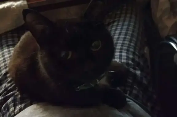 Кошки потеряшки, Ивановская область, фото: Потеряшка кошка в Родниках, Ивановская обл.