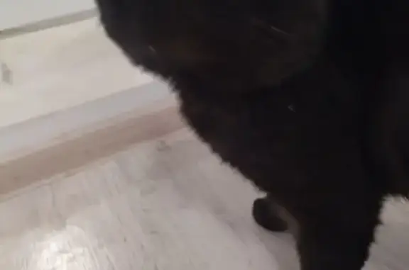 Кот ищет дом, пр. Хасана Туфана, НЧ