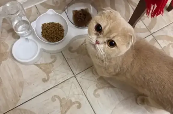 Пропала кошка, ул. Тюльпанов 1/1