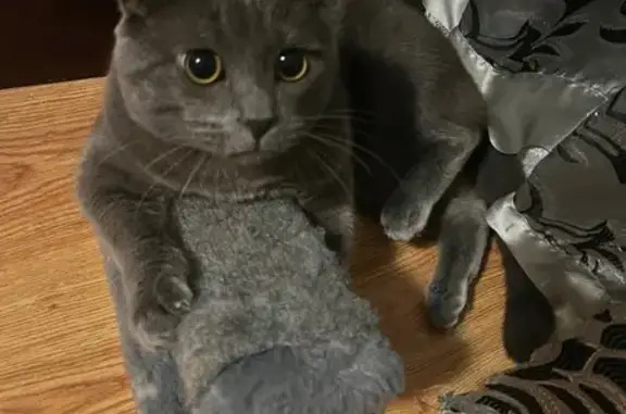 Кошки потеряшки, Балтийск, фото: Потеряшка серая кошка, Невского 30, Балтийск