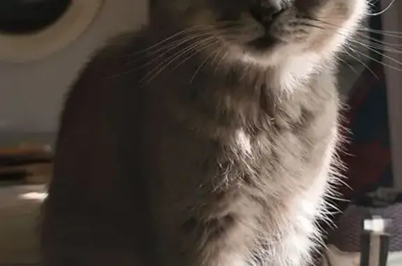 Пропала кошка, 1-я Линия, 144А, Таганрог