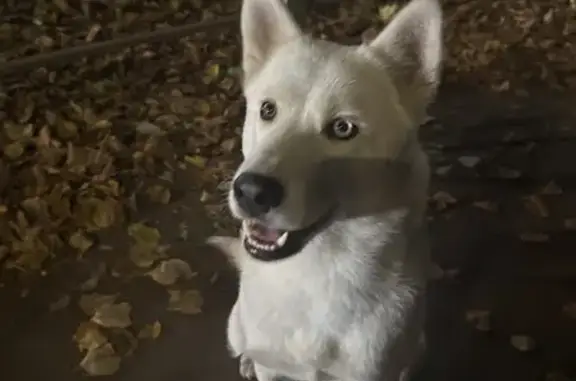 Хаски найдена, Пролетарская 53, Йошкар-Ола