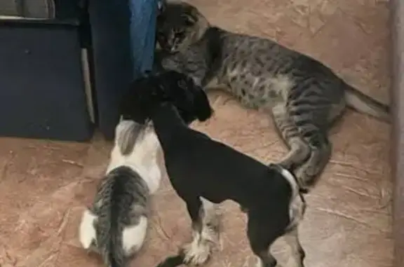 Собаки потеряшки, Камызяк, фото: Потеряшка собака, ул. Красная Набережная