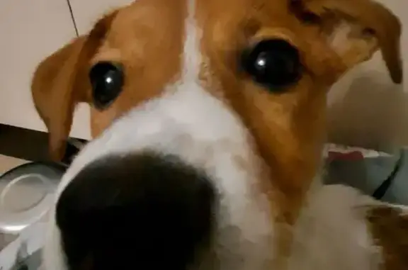 Собаки потеряшки, Тюмень, фото: Потеряшка собака, Сквер Депутатов, Тюмень