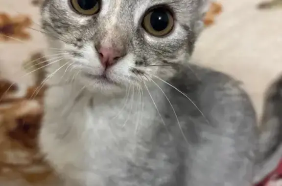 Пропала злая кошка, ул. Власова 17/3, Пермь