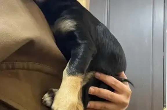 Найдена собака, Краснодарский край, фото: Найдена собака в Армавире, Краснодарский край