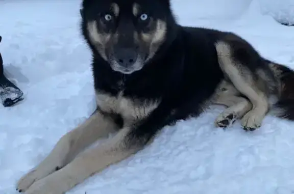 Собаки потеряшки, Вышний Волочёк, фото: Потеряшка собака, Лесная 41, Вышний Волочёк