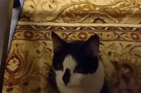 Пропала кошка, Весенняя ул. 3А, Солнечное