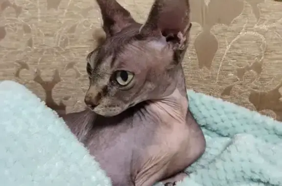 Кошка найдена: Комсомольская ул., 88, Орёл