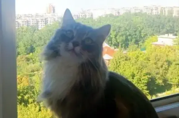 Кошки потеряшки, Белгород, фото: Потеряшка кошка, б-р Юности 21/1, Белгород