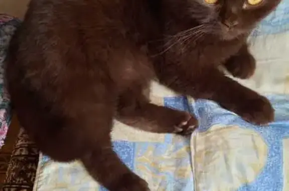 Пропала кошка, Афанасьевская ул. 6 к1