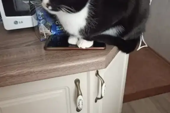 Кошки потеряшки, Казань, фото: Потеряшка кошка на 1-й Станционной, Казань