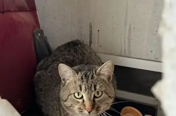 Найдена кошка, Екатеринбург, фото: Кошка найдена: Екатеринбург, Лыжня 5 км