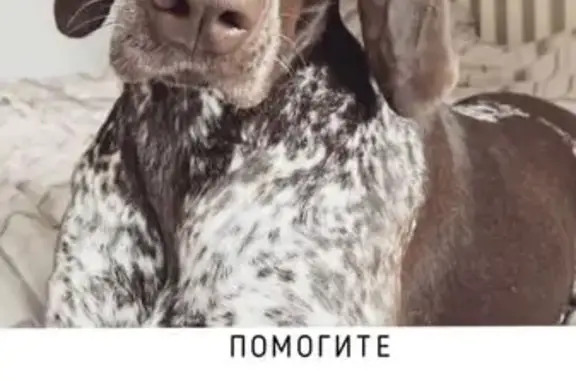 Пропала собака, Колхозная ул. 18, Серебрянка