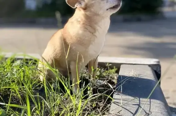 Пропала собака, ул. Волкова 31, Ростов