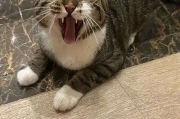 Кошки потеряшки, Чебоксары, фото: Потеряшка кошка, ул. Ленинского Комсомола 3, Чебоксары