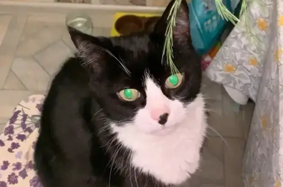 Кошки потеряшки, Истра, фото: Потеряшка кошка, Истра, Московская 62