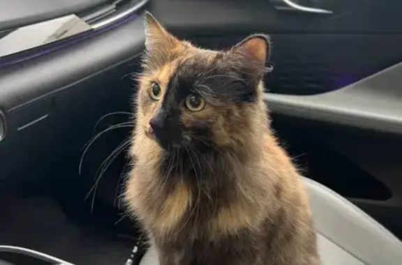 Кошки потеряшки, Москва, фото: Потеряшка кошка на проспекте Мира, Москва