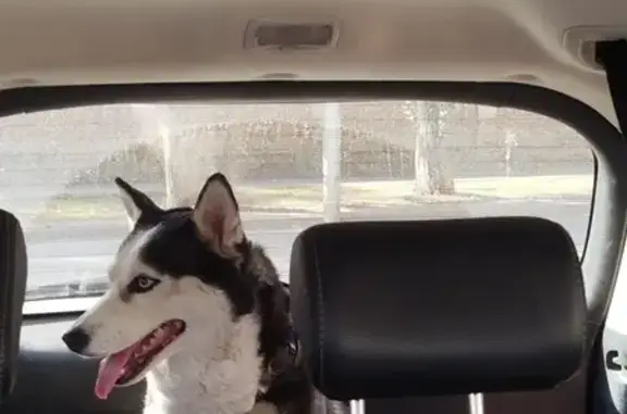 Собака найдена на ул. Чернышевского, Саратов