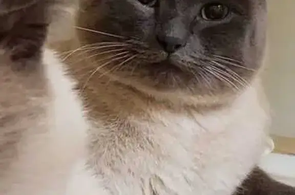 Пропала сиамская кошка, ул. Мелиораторов 15