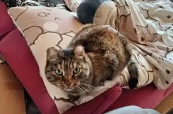 Кошки потеряшки, Энгельс, фото: Потеряшка кошка Буся, ул. Революции 1905, Энгельс