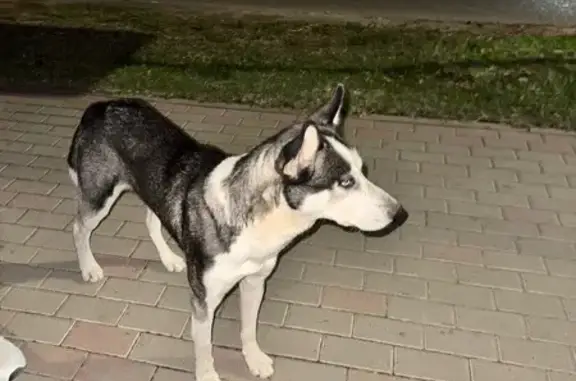 Пропала хаски, ул. Луначарского, Белореченск