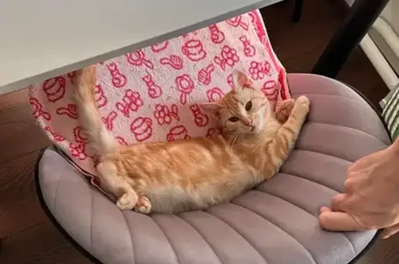 Кошки потеряшки, Минск, фото: Потеряшка кошка, ул. Бурдейного, 7, Минск